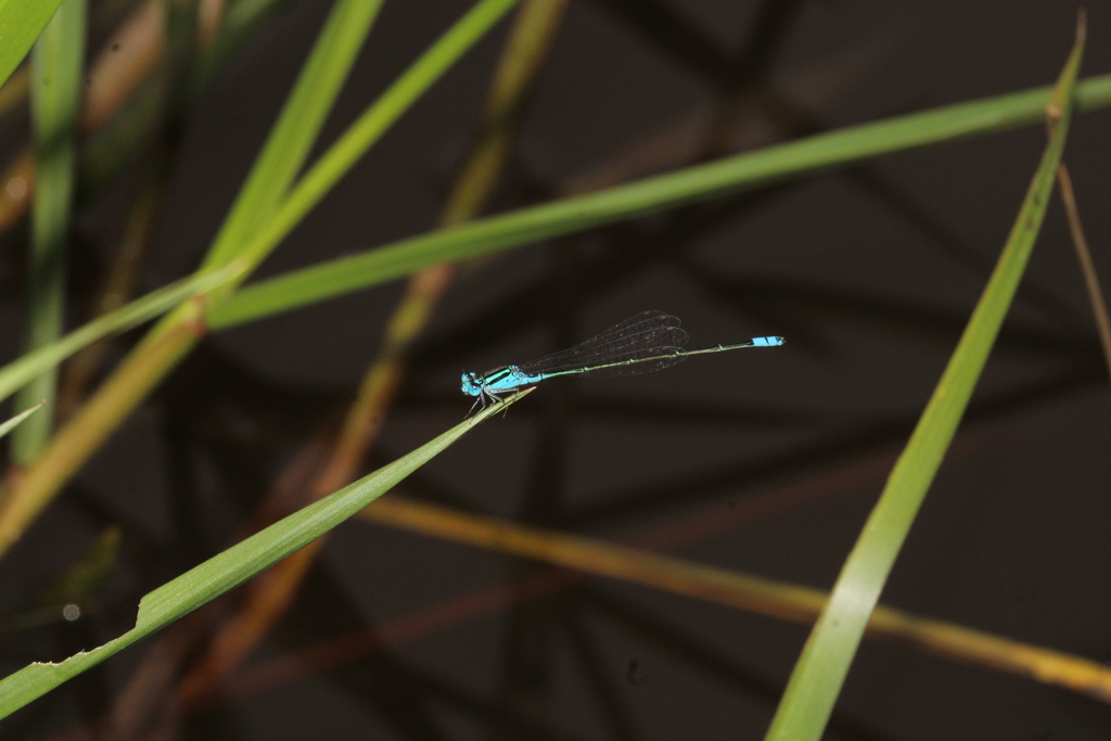 Pseudagrion coomansi (Pseudagrion coomansi)