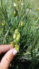 Astragalus pectinatus