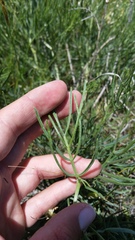 Astragalus pectinatus