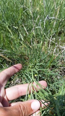 Astragalus pectinatus