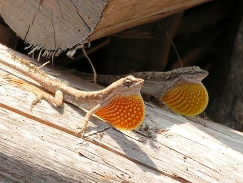 Clouded Anole