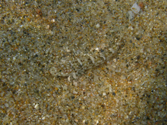 Pomatoschistus marmoratus