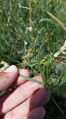 Astragalus pectinatus