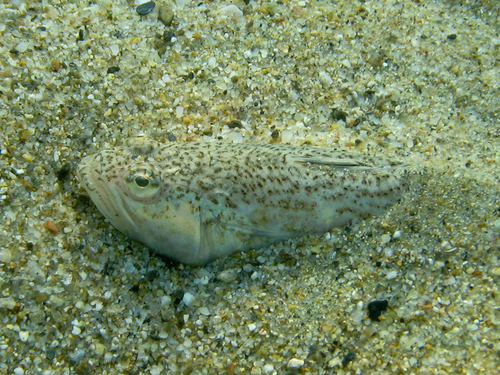 Lesser weever (Echiichthys vipera) — Trachinidae — 2