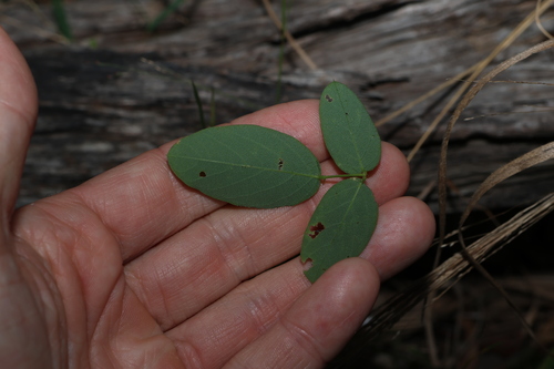 Image of Oxytes brachypoda by (c) Greg Tasney, some rights reserved (CC BY-SA)
