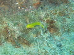 Gobius auratus