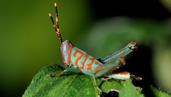 Pirithoicus ophthalmicus