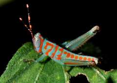 Pirithoicus ophthalmicus