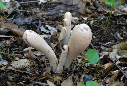 common club coral fungus