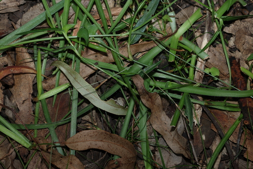 Image of Murdannia graminea by (c) Greg Tasney, some rights reserved (CC BY-SA)