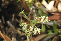Pelargonium lobatum