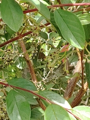 Cotoneaster glaucophyllus