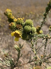 Holocarpha macradenia
