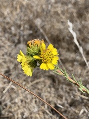 Holocarpha macradenia