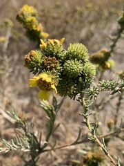 Holocarpha macradenia