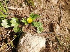 Ranunculus altaicus