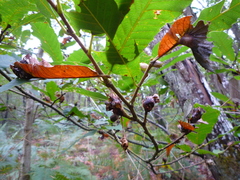 Dryocosmus kuriphilus