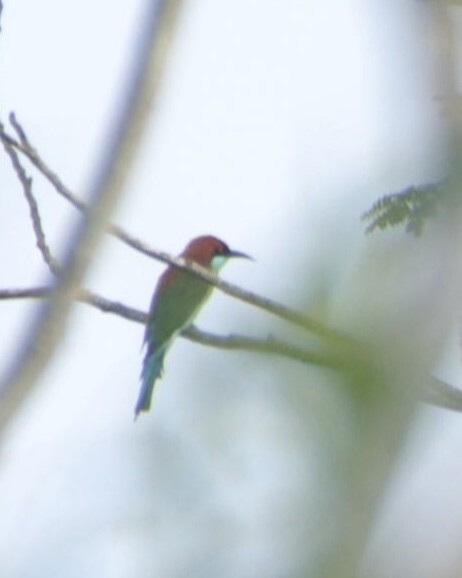 Rufous-crowned Bee-eater (Merops americanus), photo 7