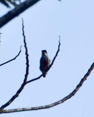 Red-keeled Flowerpecker (Dicaeum australe), photo 5