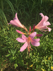 Lycoris squamigera