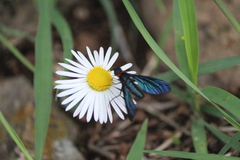 Cyananthrax cyanopterus