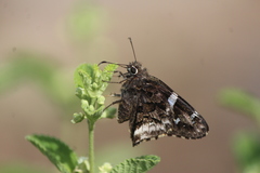 Codatractus arizonensis