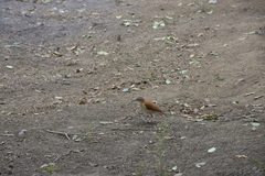 Furnarius leucopus cinnamomeus