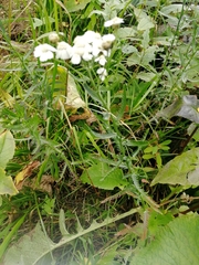 Achillea ledebourii