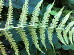 Oreopteris limbosperma