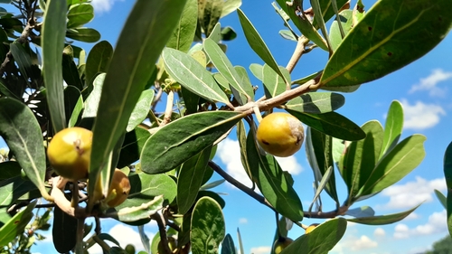 Foto de Tapiá-guaçu