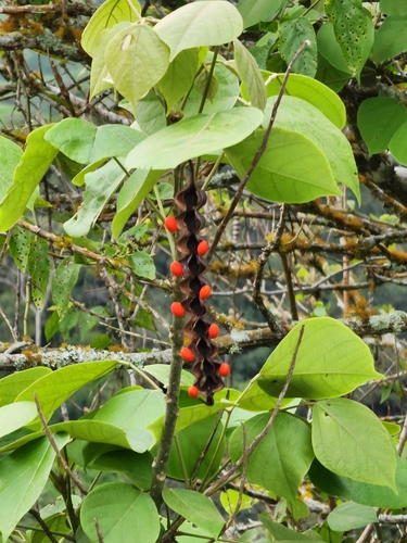 Erythrina rubrinervia, photograph 4