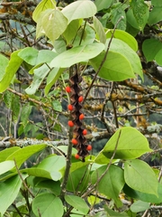 Erythrina rubrinervia, photograph author not stated, no rights reserved