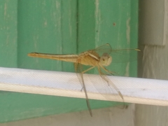 Crocothemis
