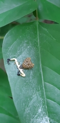 Phrynarachne ceylonica