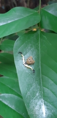 Phrynarachne ceylonica