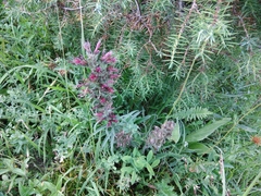 Pontechium maculatum