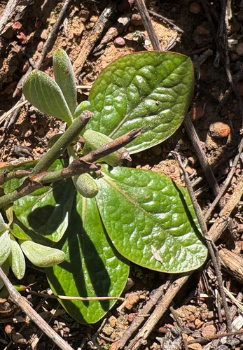 Ovalleaf Milkball (Euphorbia ecklonii)