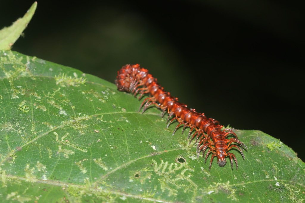 Priodesmus