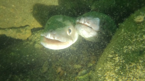 European Conger, Poole Bay, England, GB, photo 10 of 10