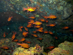 Mediterranean Cardinalfish photo 2