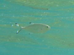 Trachinotus ovatus