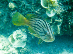 Epinephelus costae
