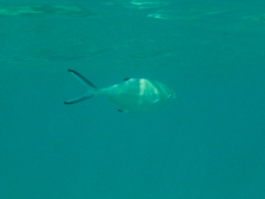 Trachinotus ovatus