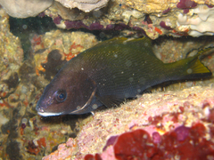Sciaena umbra
