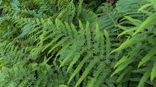 Microlepia substrigosa iNat (2)