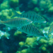 Striped Seabream - Photo (c) frahome, some rights reserved (CC BY-NC), uploaded by frahome