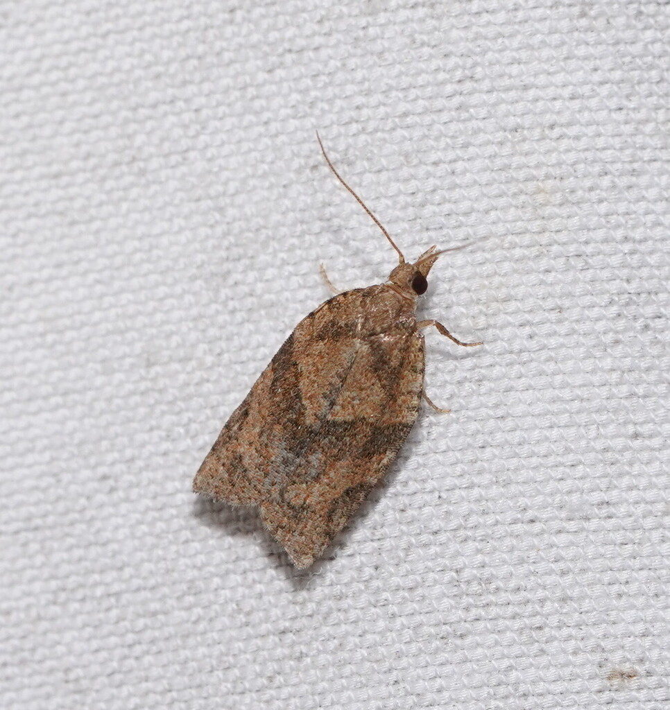 Dichelia sobriana