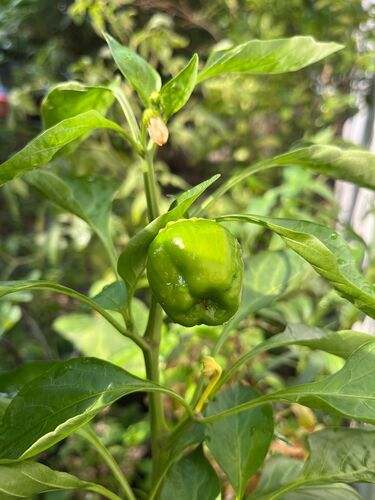 Capsicum chinense iNat (3)