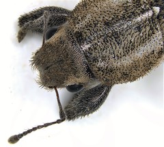 Naupactus peregrinus image