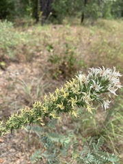 Liatris bridgesii
